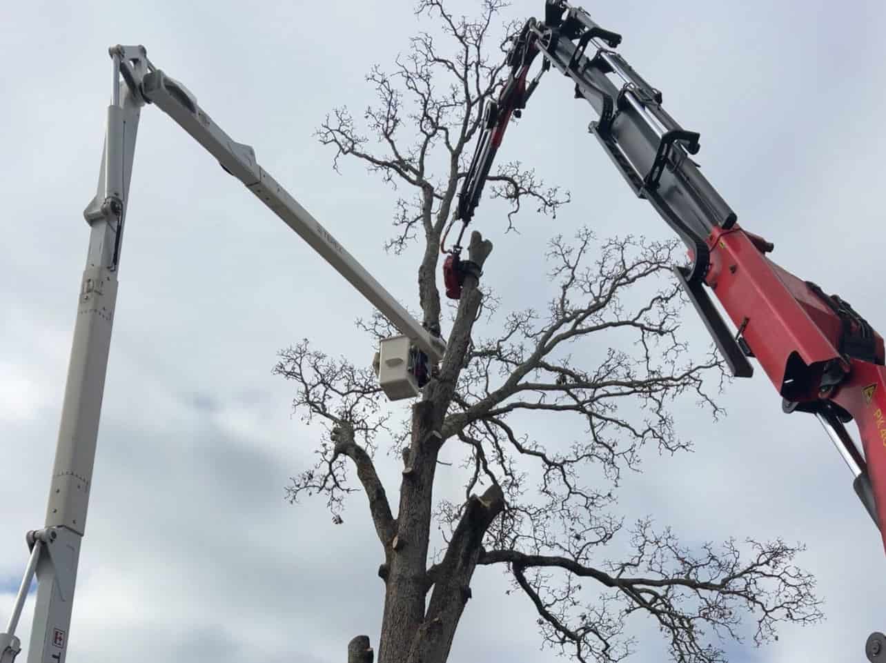tree-topping-service-b-and-h-tree-service commercial plumbing in oxford al,