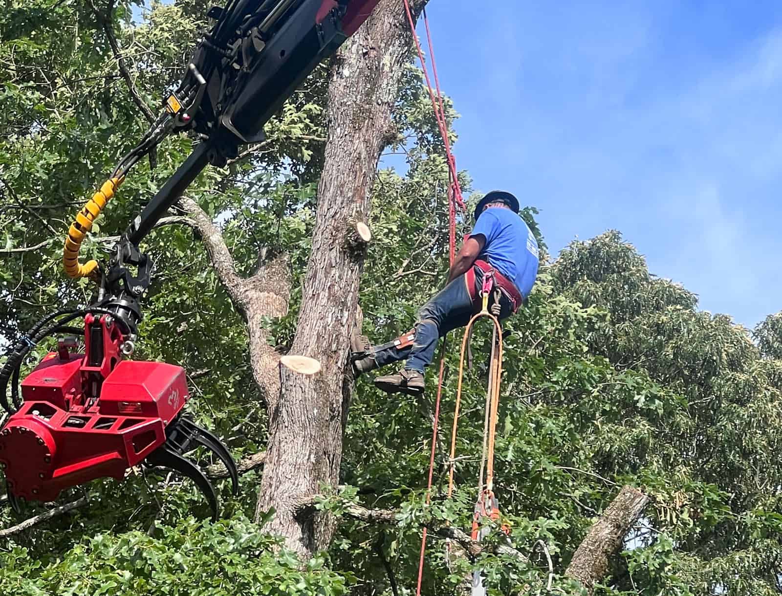 tree-trimming-service-b-and-h-tree-service tree service, tree service in jacksonville, tree services
